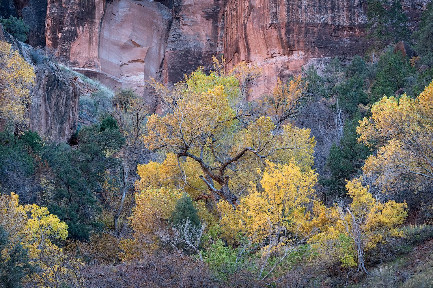 Golden autumn cottonwood trees contrast against red sandstone cliffs in a scenic desert canyon landscape.