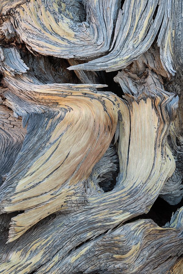 Close-up macro photograph of weathered driftwood showing intricate swirling patterns and textures in blue and tan colors.