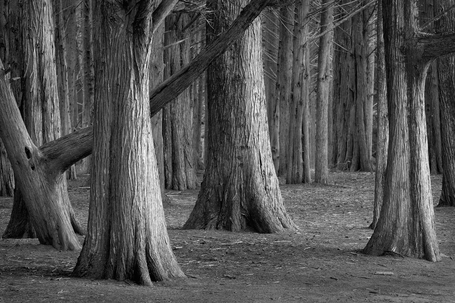Black and white photograph of majestic Cypress trees in dark forest.
