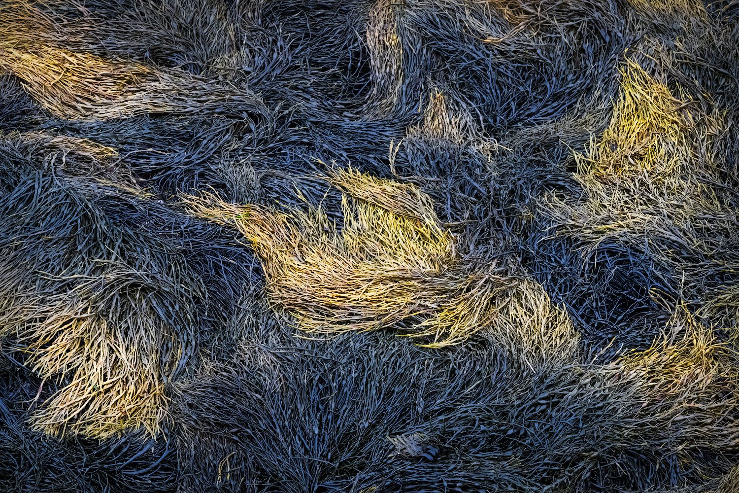Aerial view of dried grass creating a textured pattern of gold and blue hues in natural light.