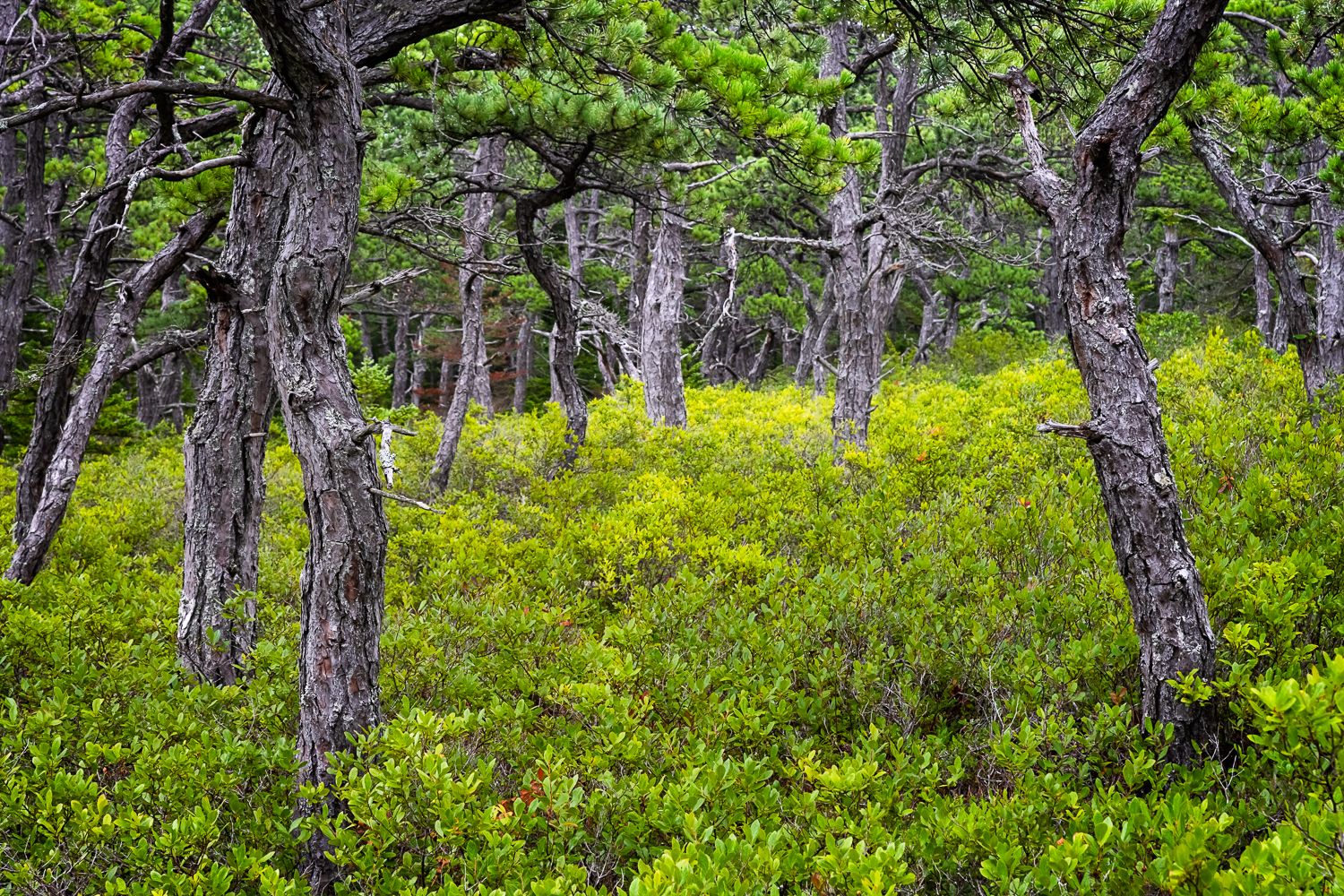 Twisted tree trunks stand among green brush in a moody forest scene.