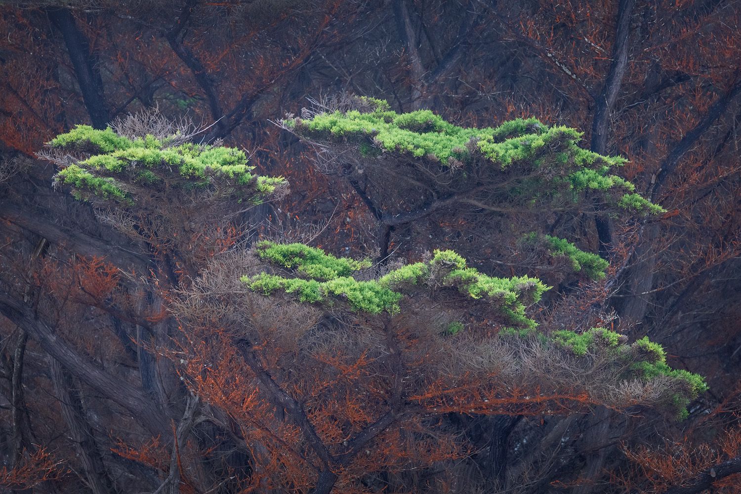Green boughs of Monterey Cypress trees in a dense forest.