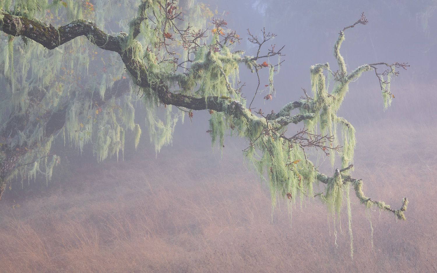 Spanish moss hangs from a twisted tree branch in ethereal morning light.