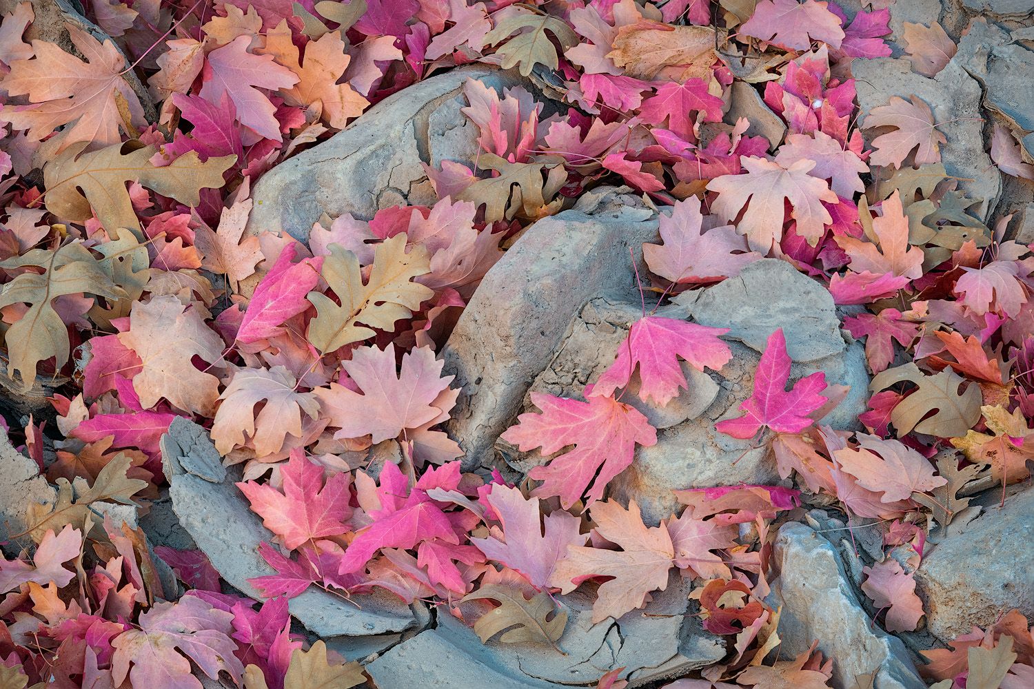 Vibrant pink and peach autumn maple leaves scattered on gray stones create a colorful natural pattern.