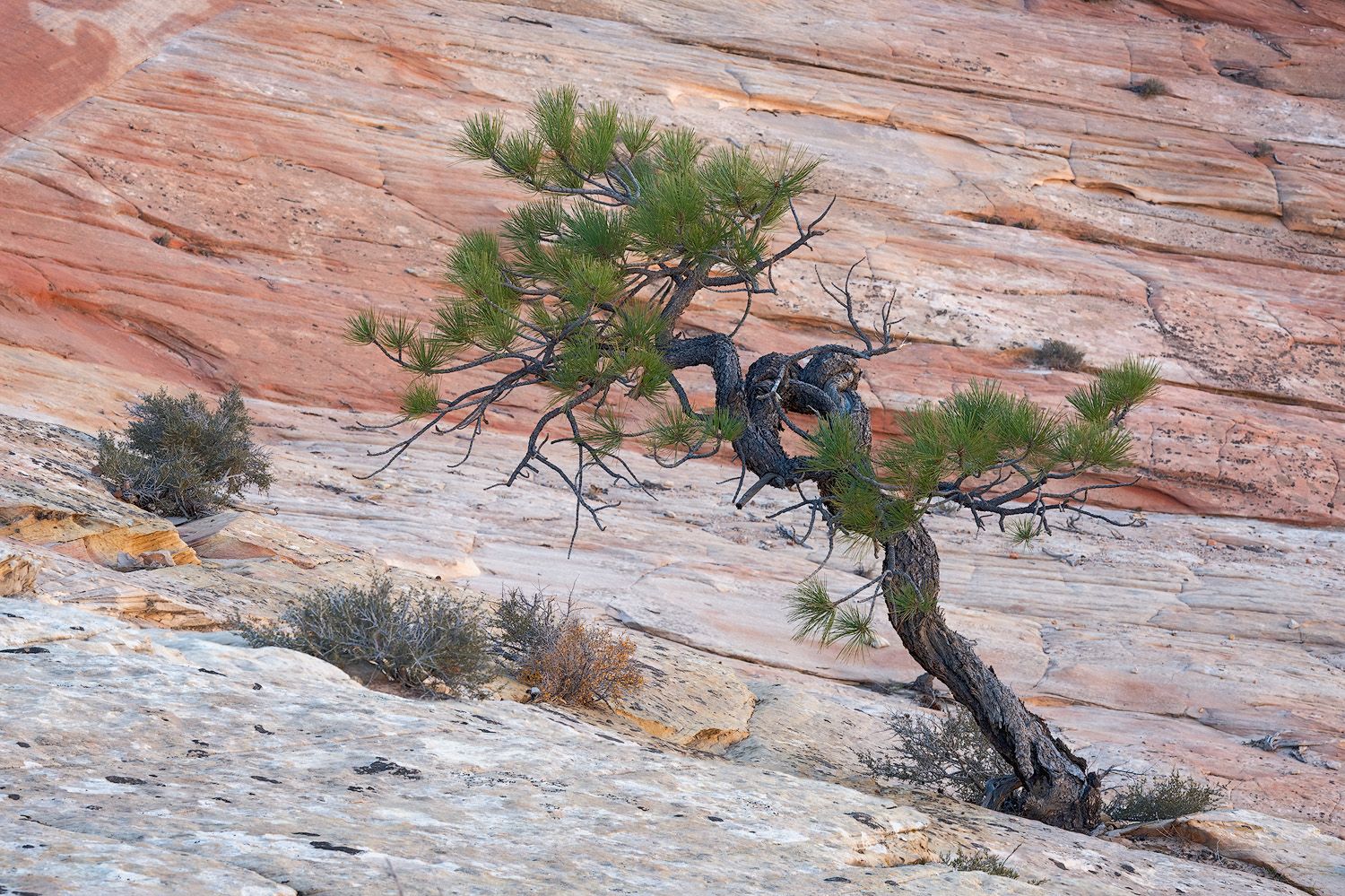 Panoramic view of red sandstone cliffs with sparse desert vegetation growing along the rocky terrain.