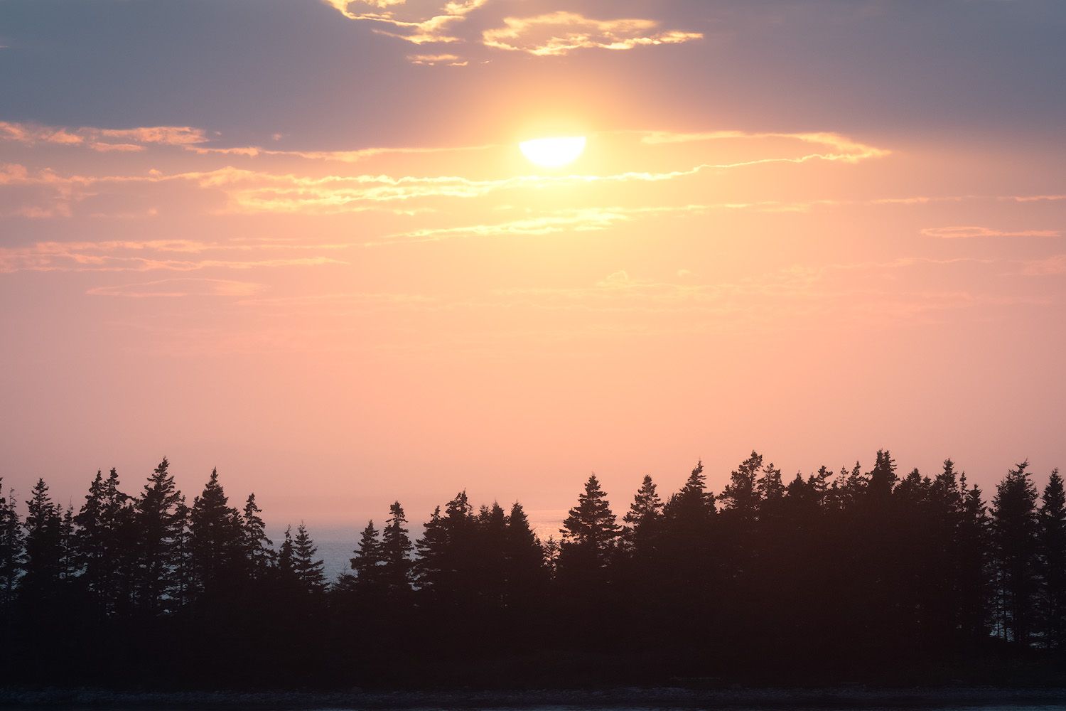 Pink and orange sunset sky over silhouetted pine trees creating a tranquil horizon view at dusk.