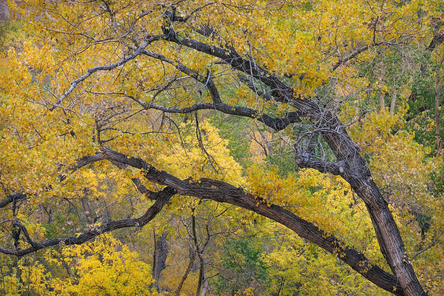 Autumn trees with golden yellow foliage and dark twisted branches in a colorful fall forest landscape.