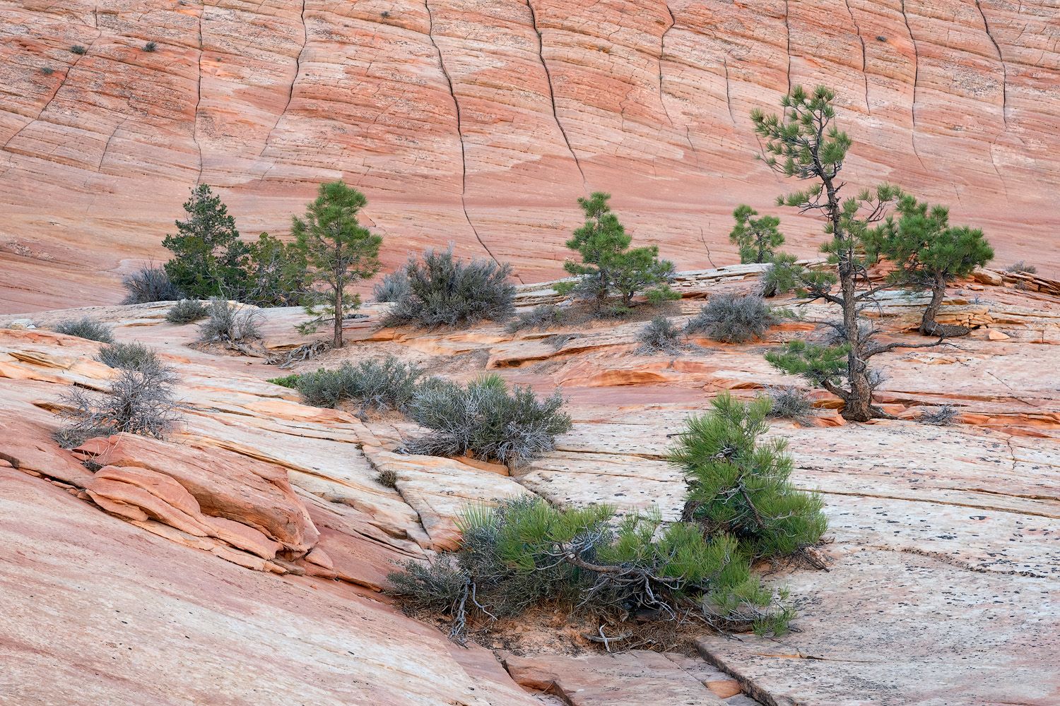 Red sandstone cliffs and desert vegetation stretch across a panoramic view in the American Southwest.