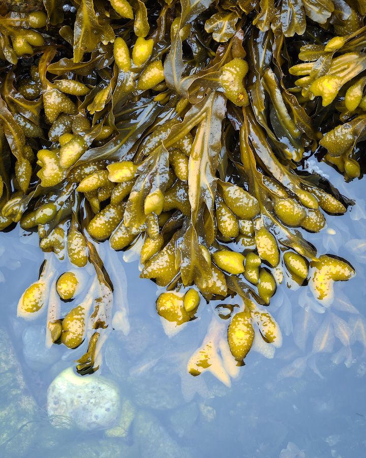 Close-up view of yellow bladder wrack seaweed floating in blue water with air bubbles visible.