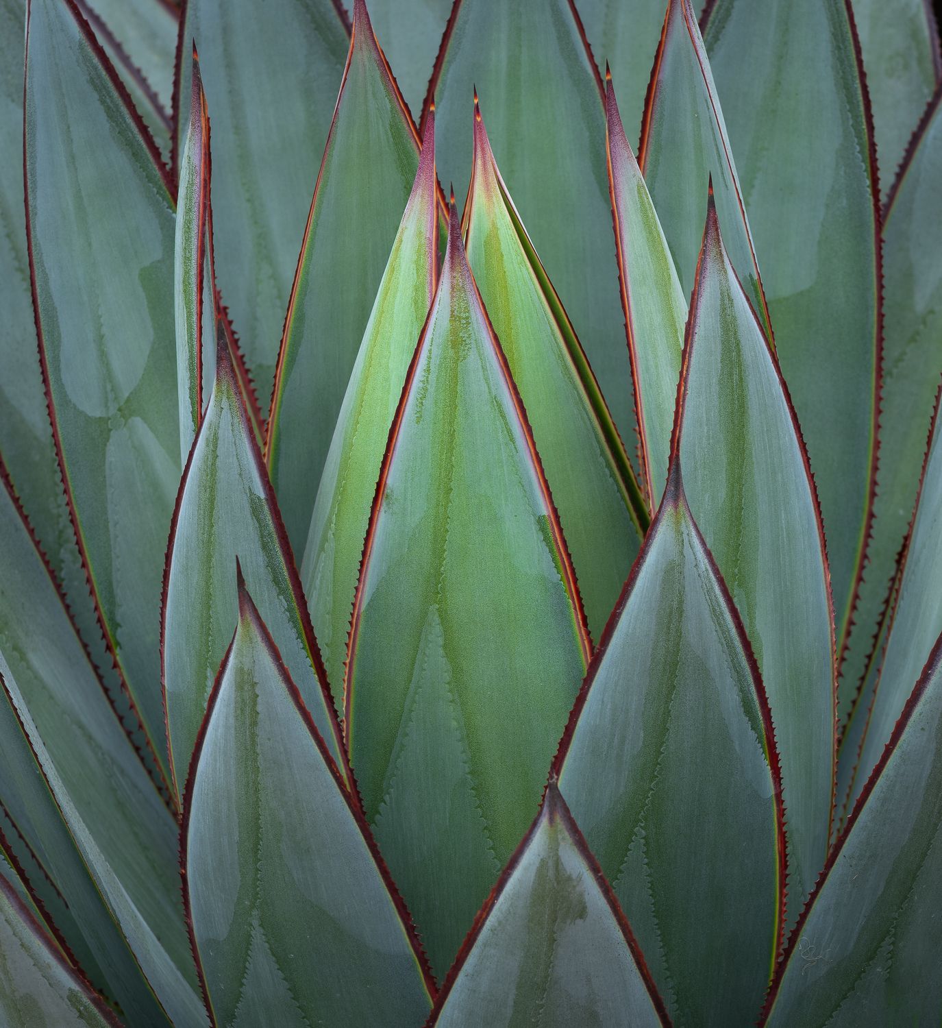 Close-up of geometric agave plant leaves forming perfect symmetrical patterns.