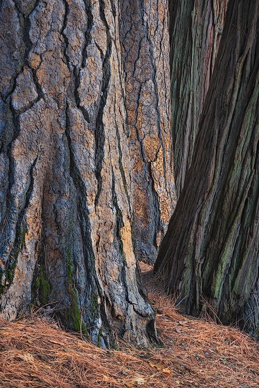Close-up detail of giant sequoia tree bark texture with reddish tones and deep furrows in Yosemite Valley.