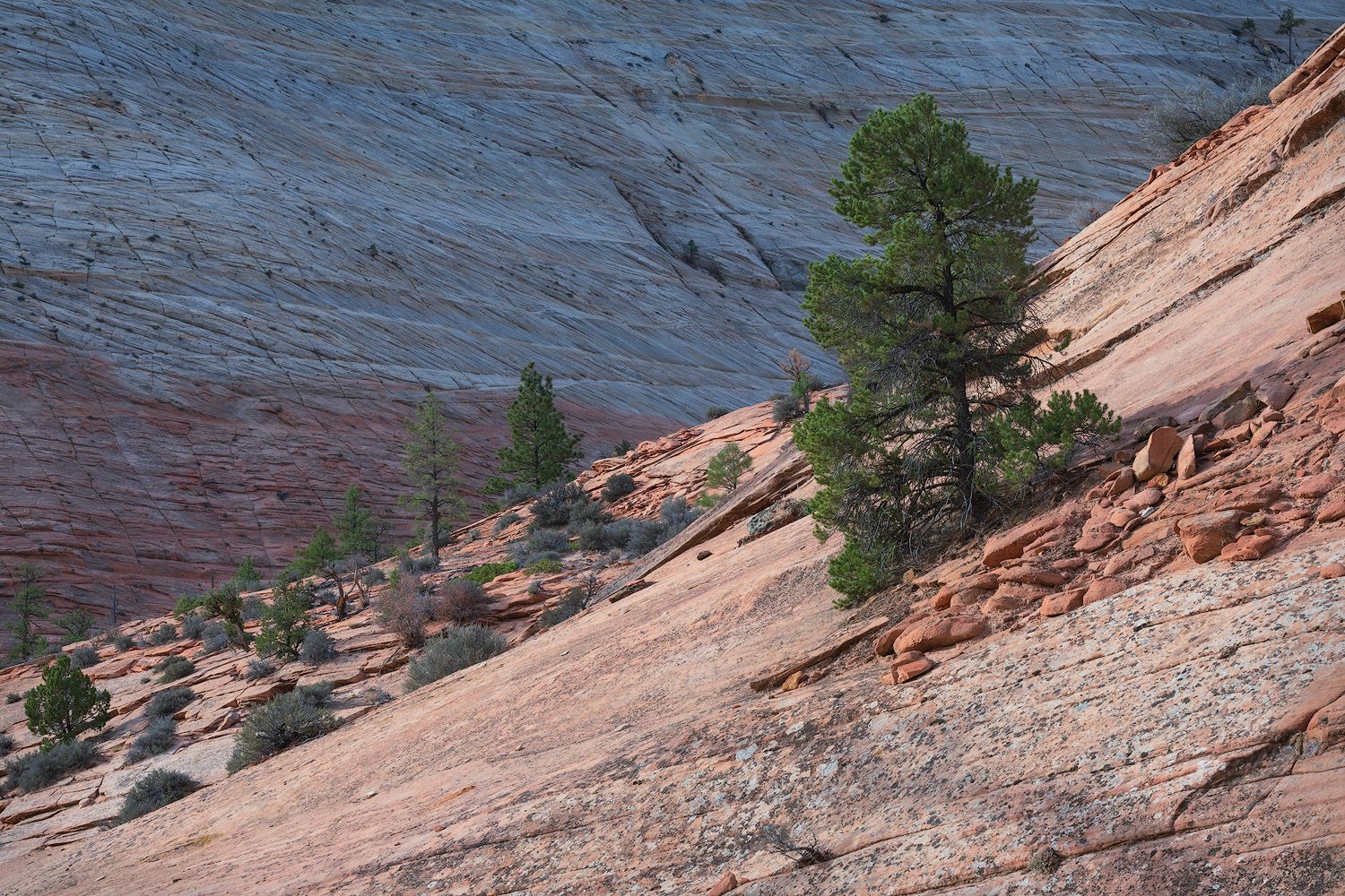 Pine trees growing on red sandstone slopes in Zion National Park with layered rock formations in the background.