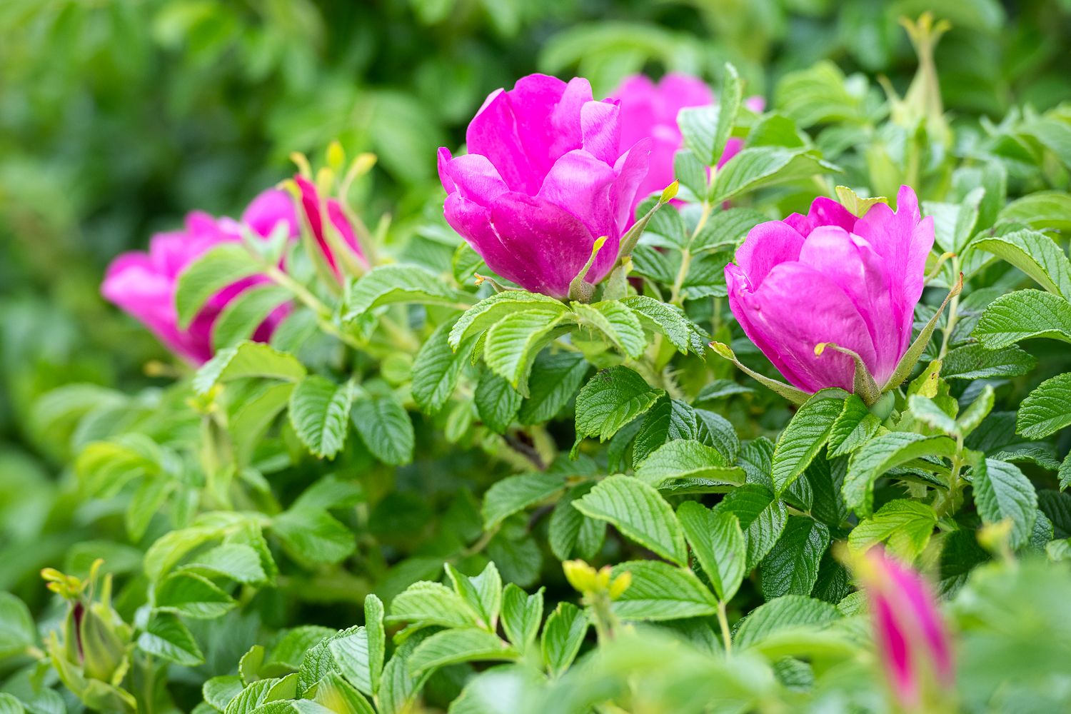 Vibrant pink beach rose flowers bloom among lush green foliage on the coast of Maine.