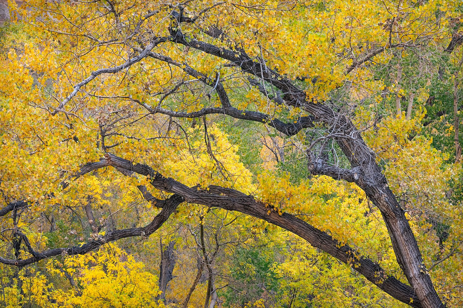 Vibrant yellow autumn foliage creates a stunning natural canopy against a clear blue sky in a forest setting.