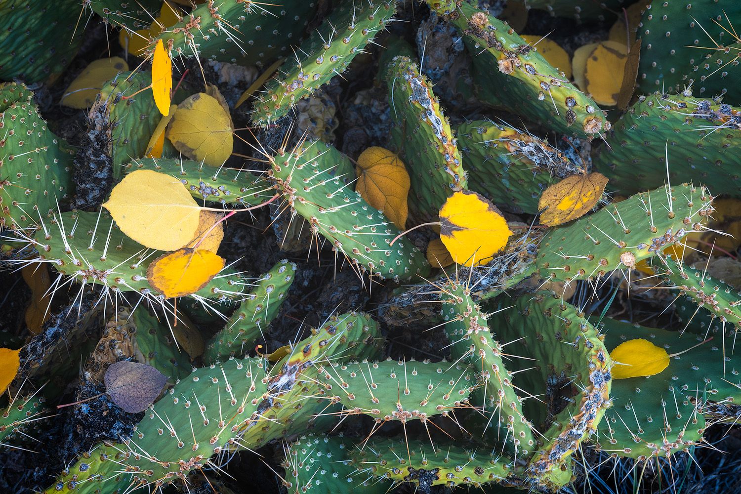 Yellow fallen aspen leaves scattered across spiny green cactus branches.