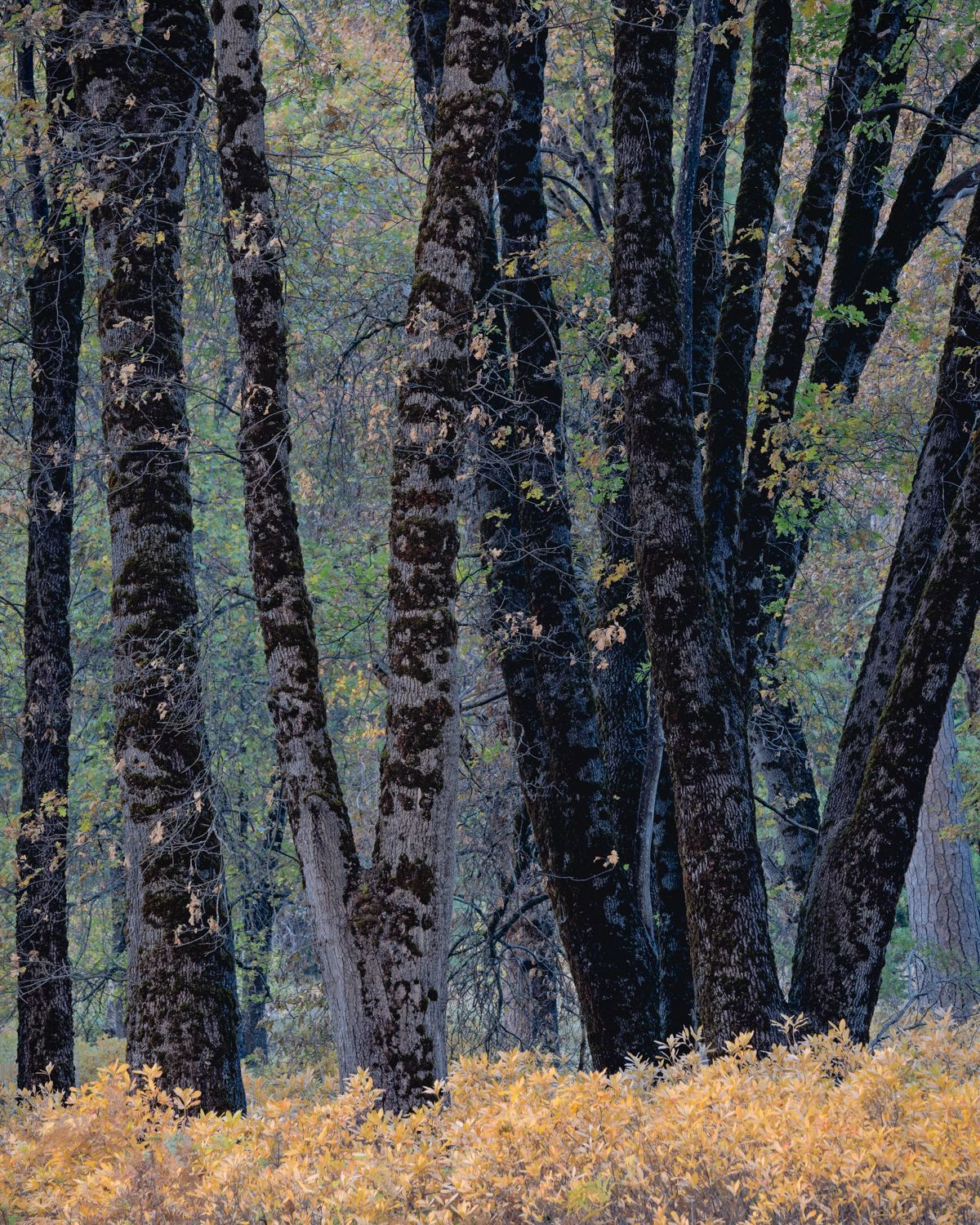 Dark tree trunks stand against autumn foliage with golden grass below in a moody forest scene.