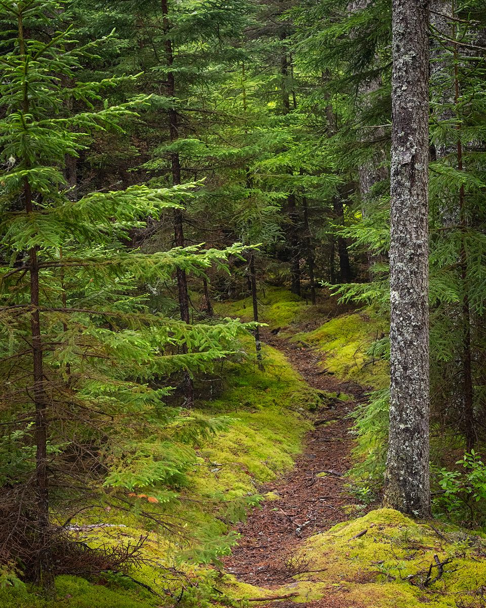 Mossy forest trail winds through dense evergreen trees with dappled sunlight filtering through.