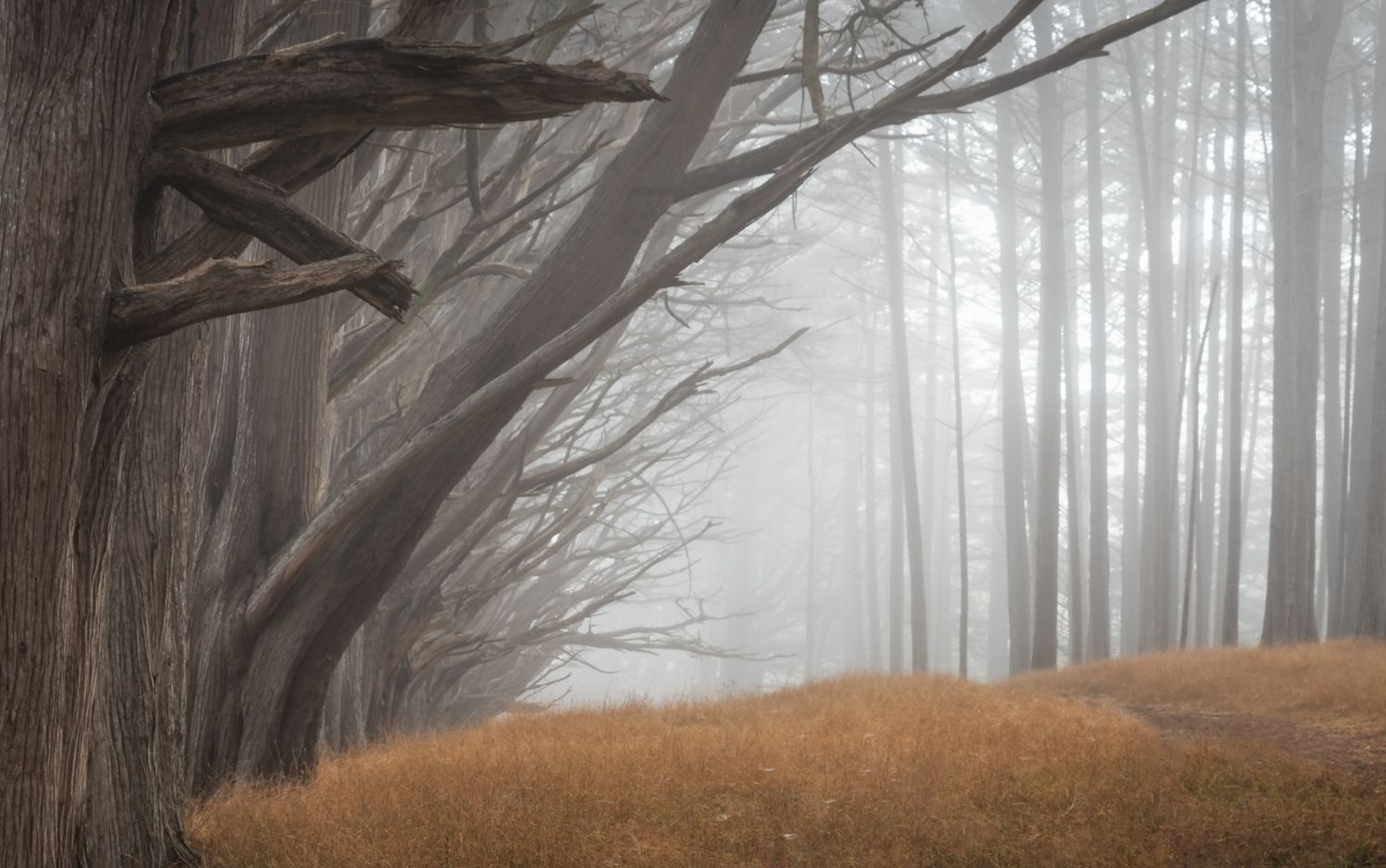 Misty forest pathway with tall twisted trees and golden grass creating an ethereal foggy atmosphere.