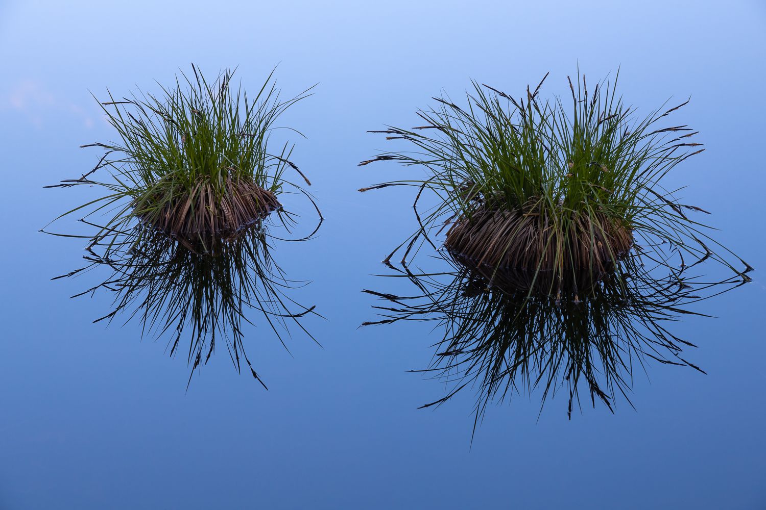 Grass tufts silhouetted against reflected bright blue sky.