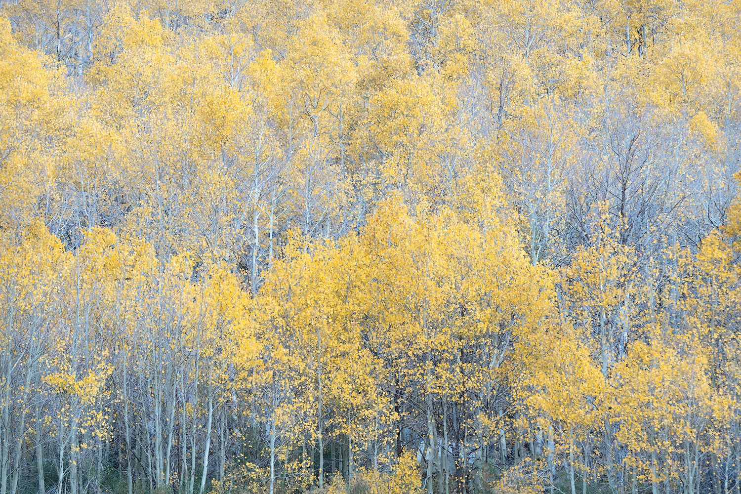 Grove of golden aspen trees stretches across a hillside in autumn colors.