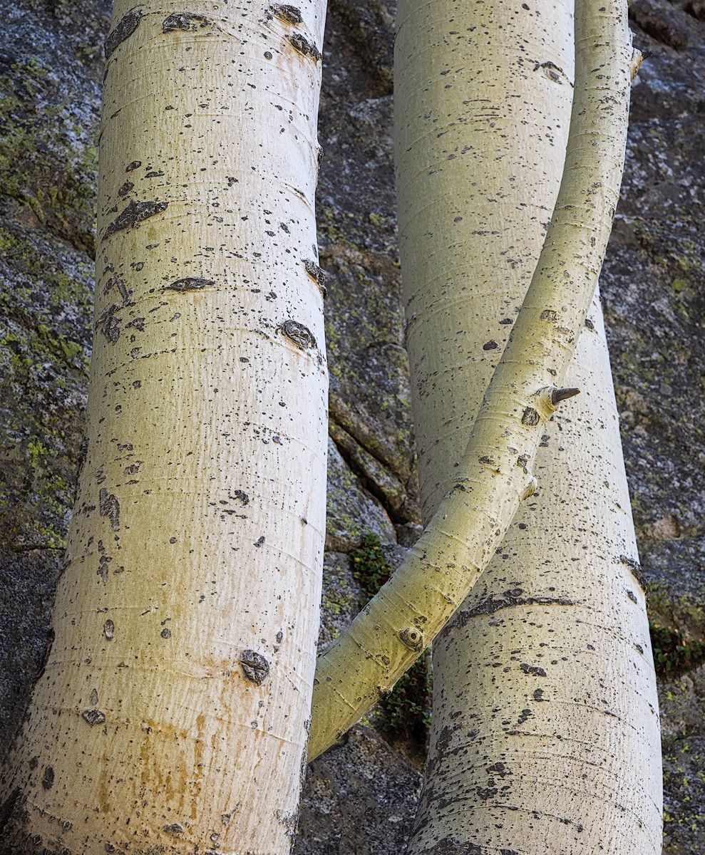 Close-up of white aspen tree trunks showing distinctive bark texture and dark markings against stone background.