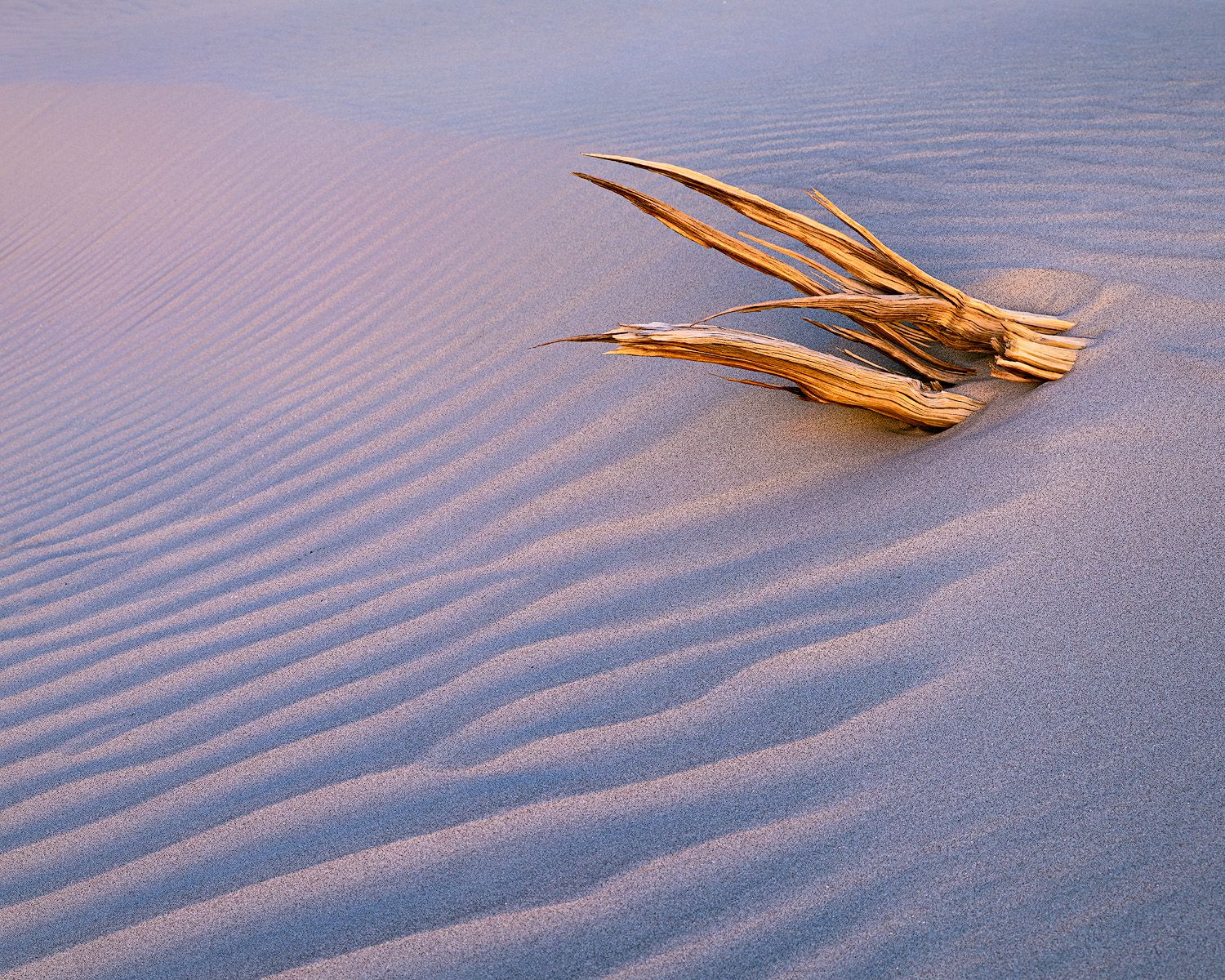 Dried plant resting on rippled sand dunes bathed in warm golden sunset light in a serene desert landscape.