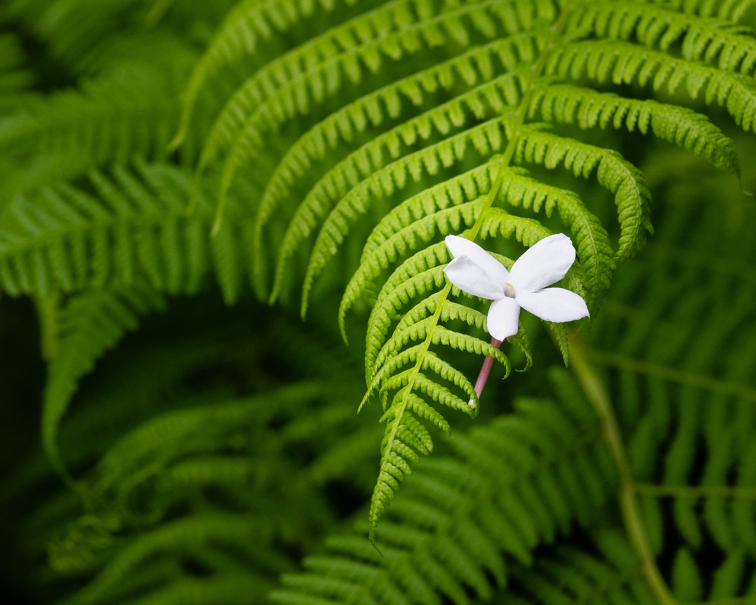 Single white wildflower rests on vibrant green fern frond.