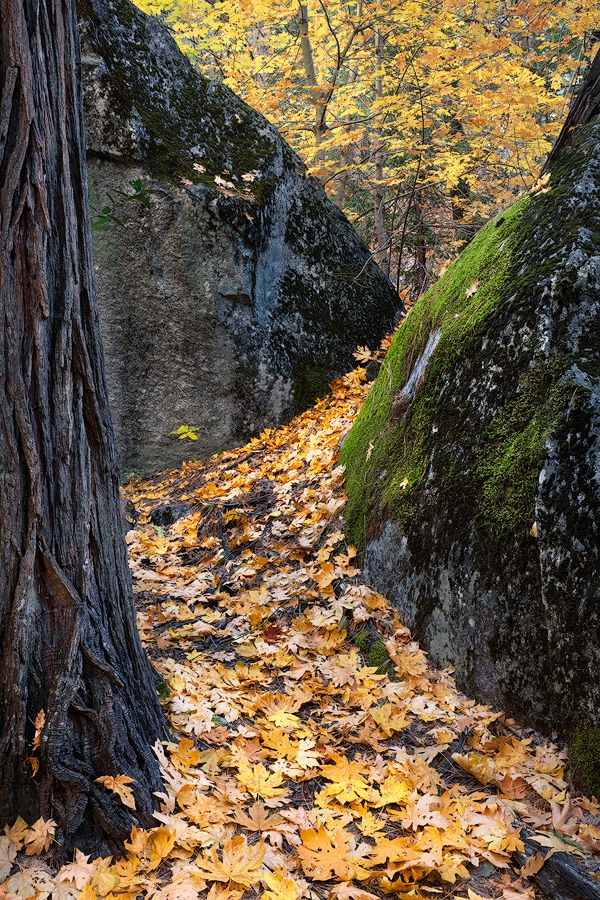 Fallen autumn leaves carpet a path between mossy rock formations.