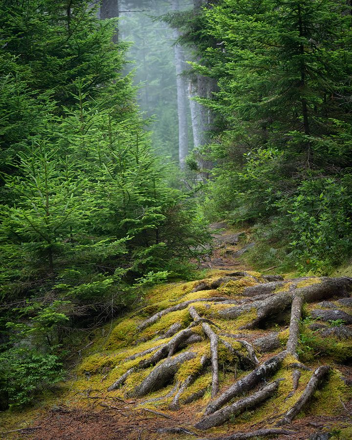 Misty waterfall cascades behind moss-covered tree roots and evergreen forest in a moody Pacific Northwest landscape.