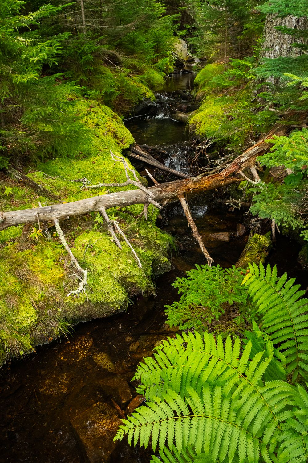 A moss-covered forest stream with fallen logs and vibrant green ferns in the Pacific Northwest wilderness.