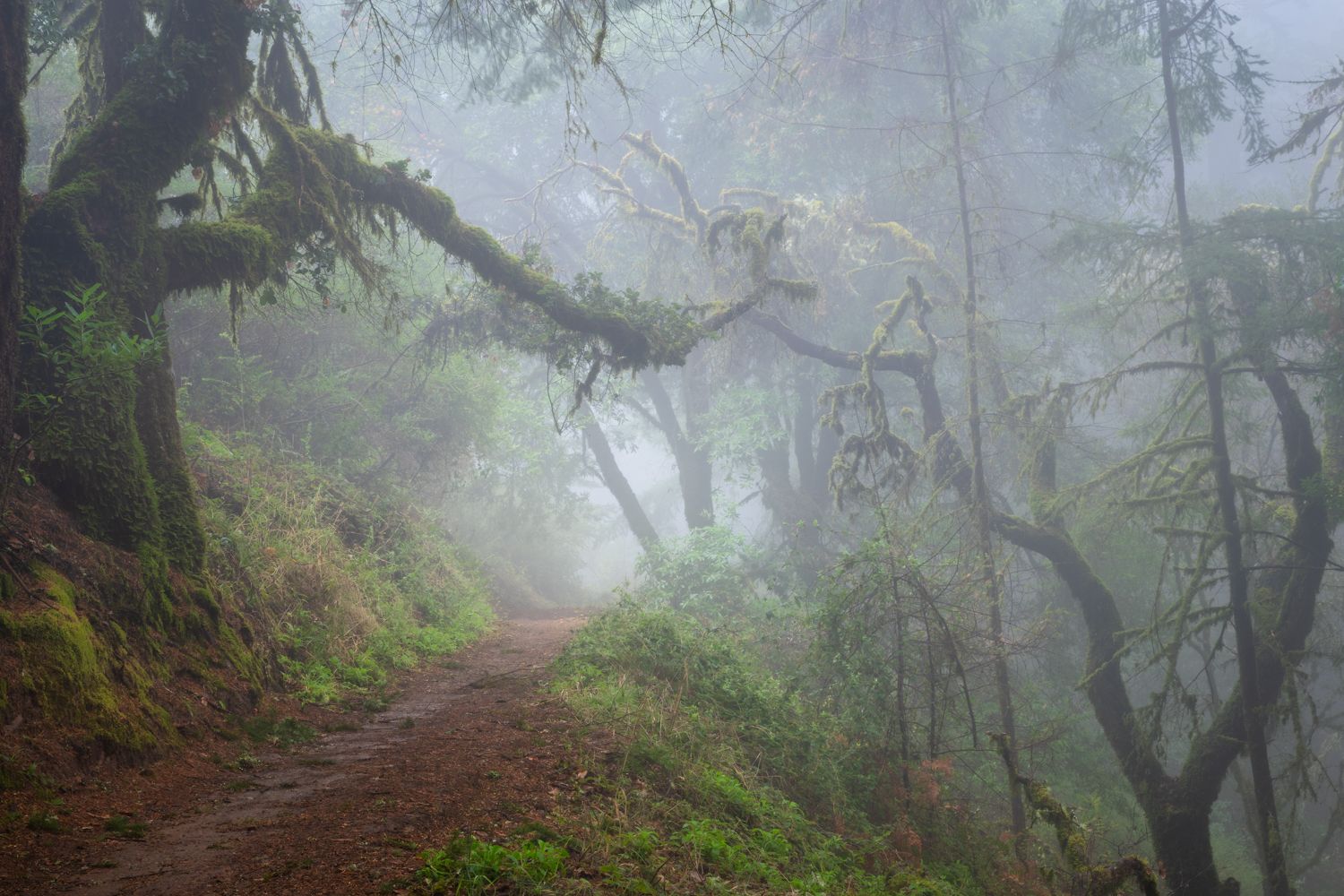 Tangled branches on a foggy trail in the woods.