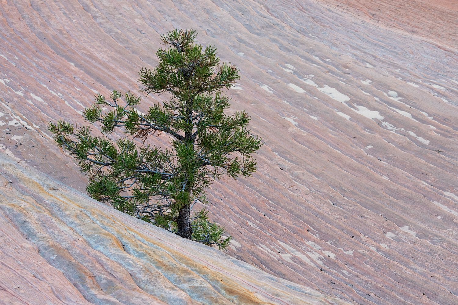 A lone pine tree grows from a colorful striped sandstone formation in the desert landscape.
