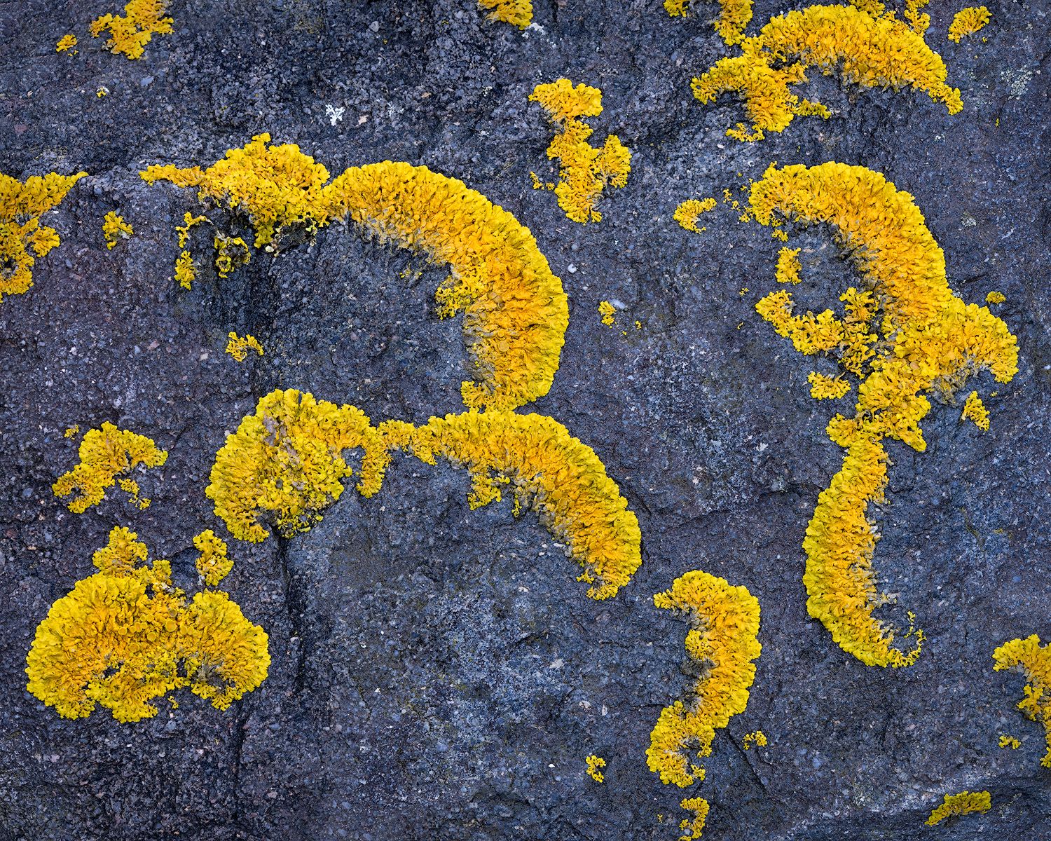 Bright yellow crescent-shaped lichen formations growing on dark stone surface.