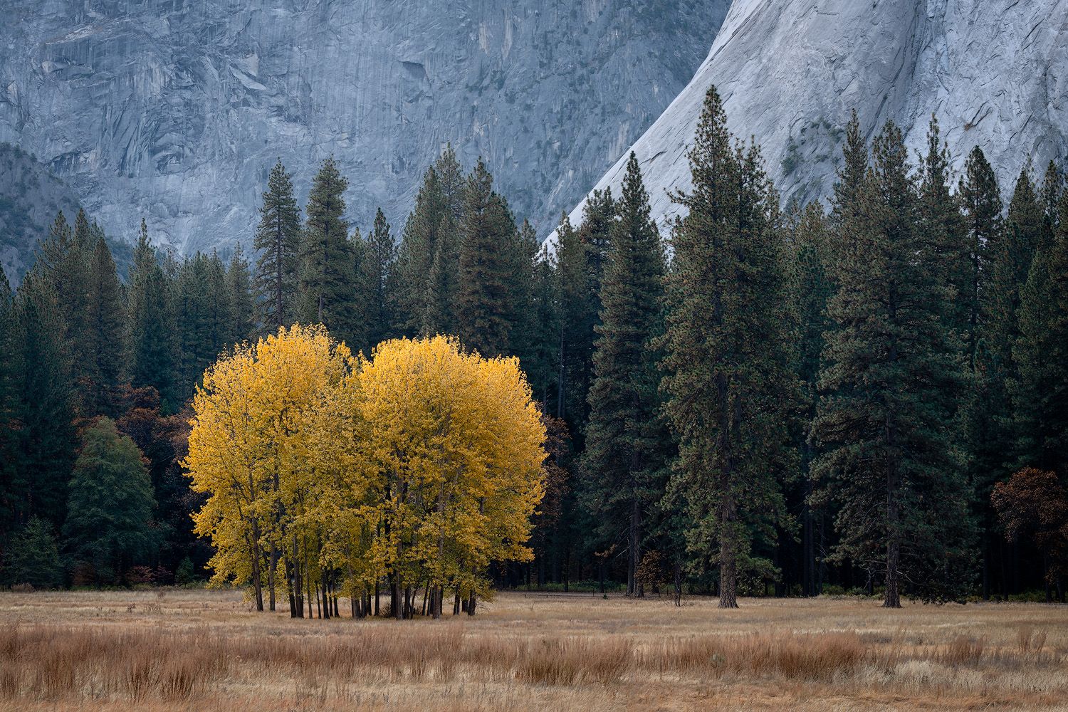 Vibrant yellow cottonwood trees contrast against dark evergreen forest beneath mountain cliffs.