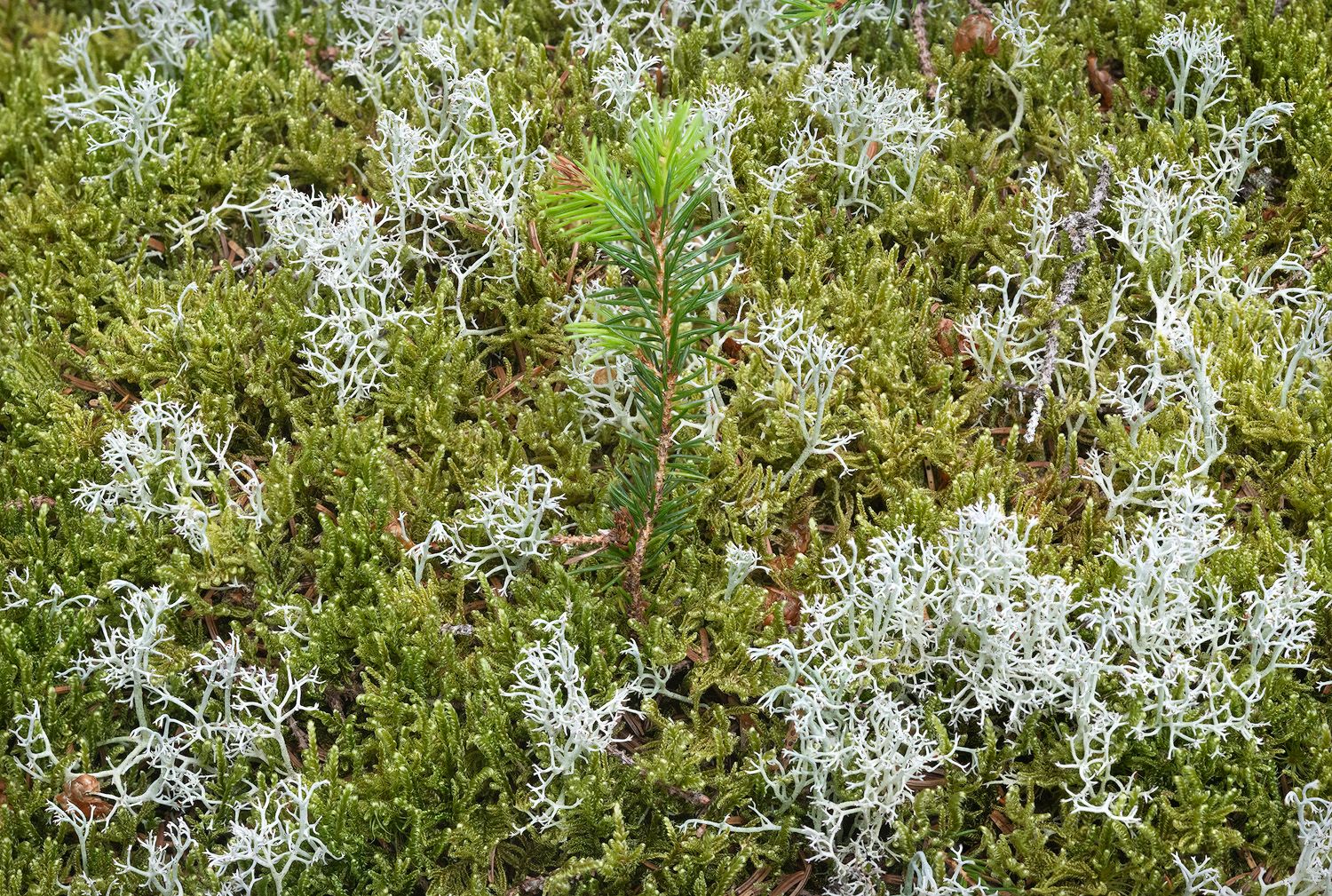 Dense growth of silvery gray lichen and small evergreen plants creates a textured natural pattern in wilderness vegetation.