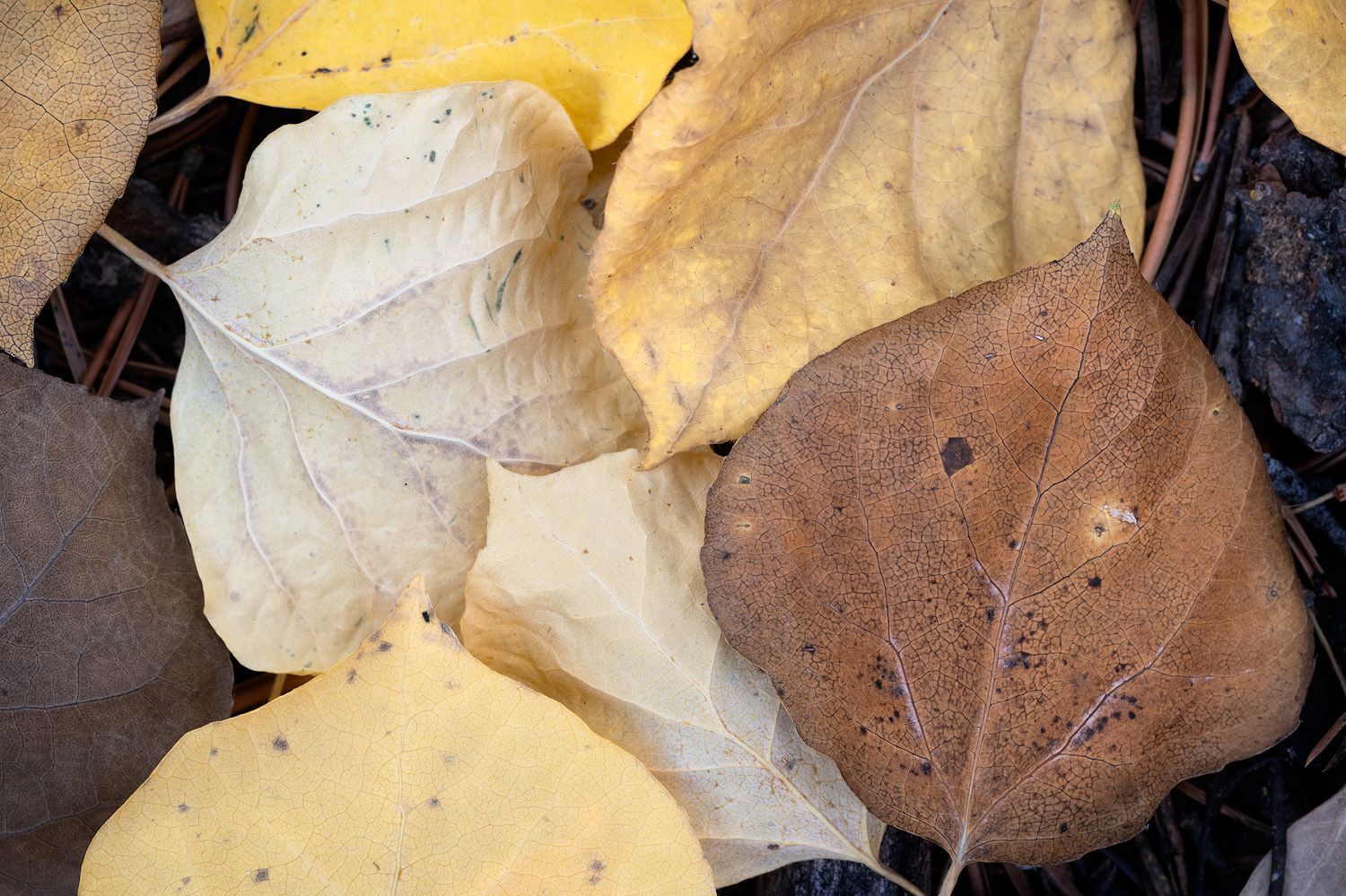Close-up of fallen autumn aspen leaves in various shades of yellow and brown.