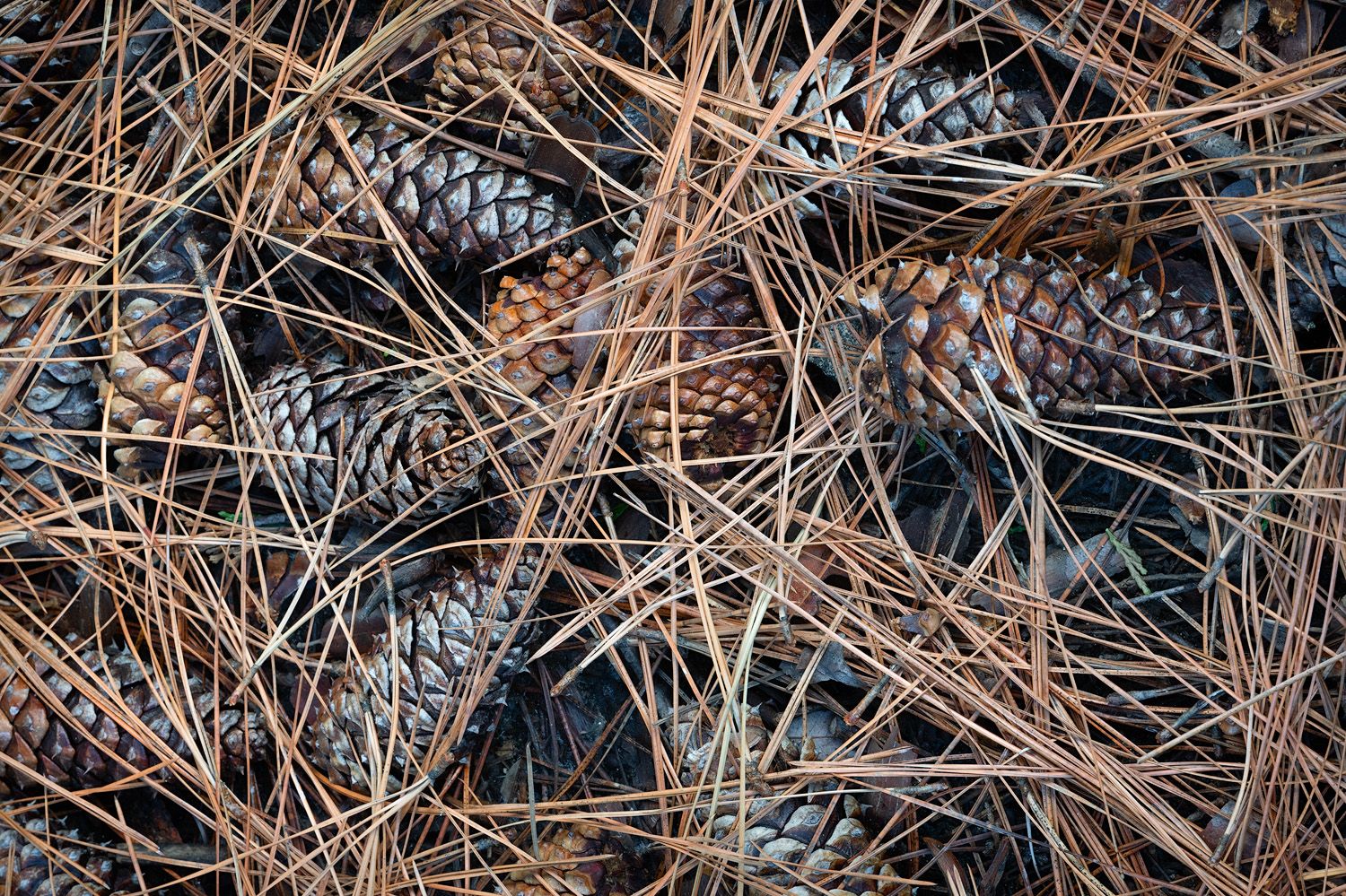 Close-up of brown pine cones nestled among dry fallen pine needles on a forest floor.