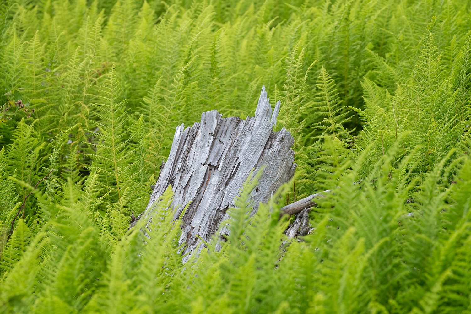Lush green ferns grow abundantly around weathered gray tree stumps in a Pacific Northwest forest setting.