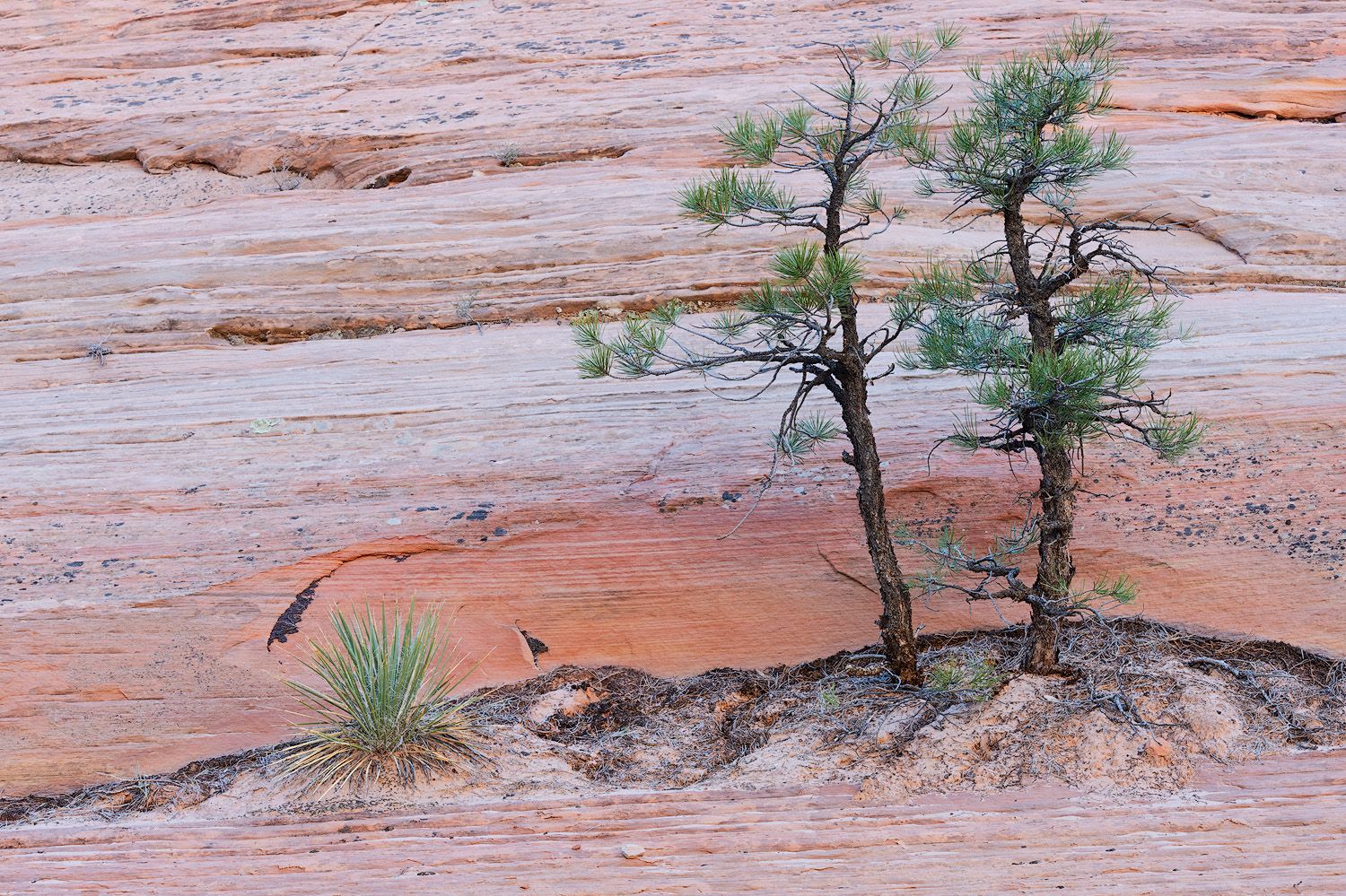Panoramic view of desert trees growing on red sandstone rock formations in a southwestern landscape.