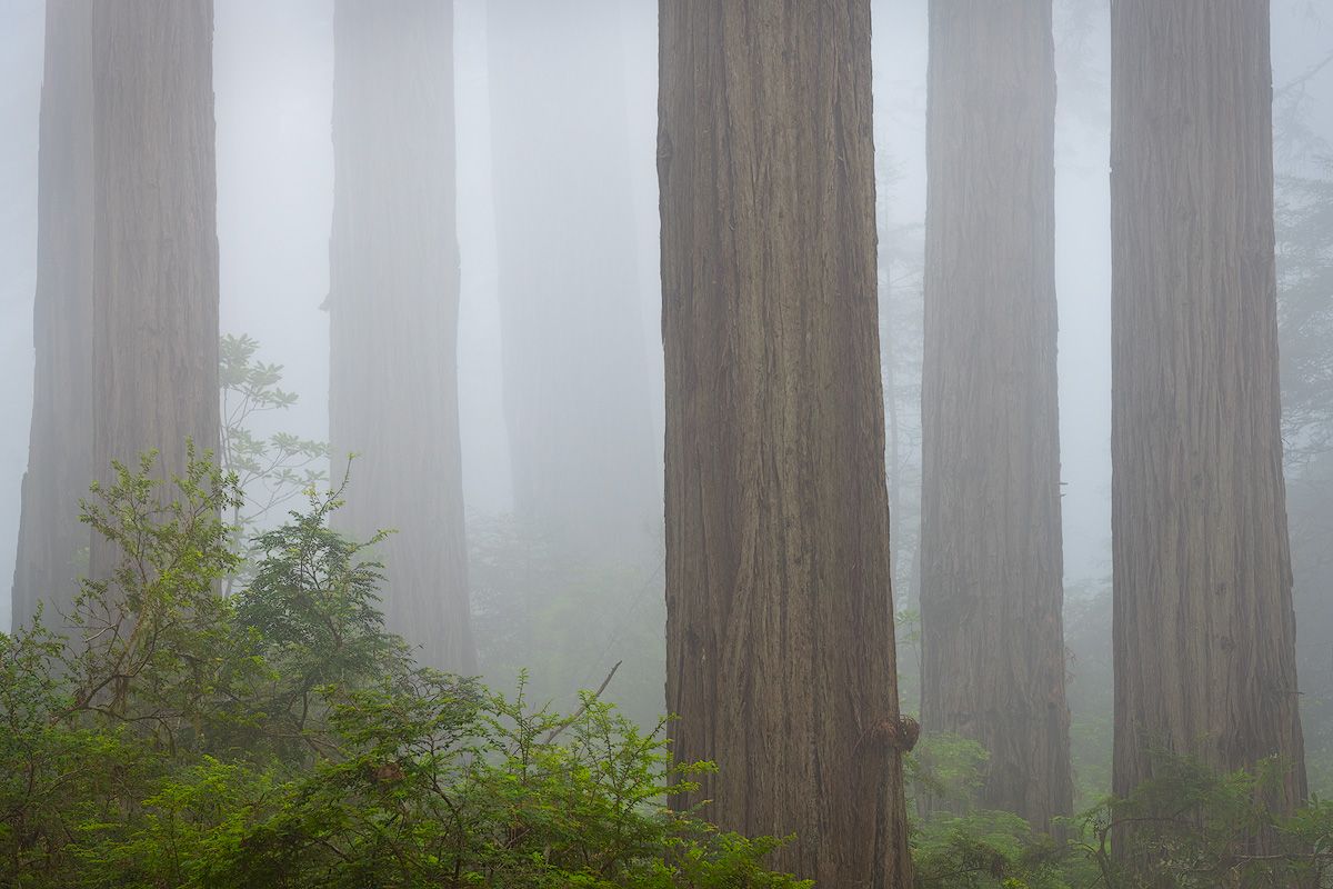 Ethereal fog drifts between tall redwood trunks in serene forest setting.