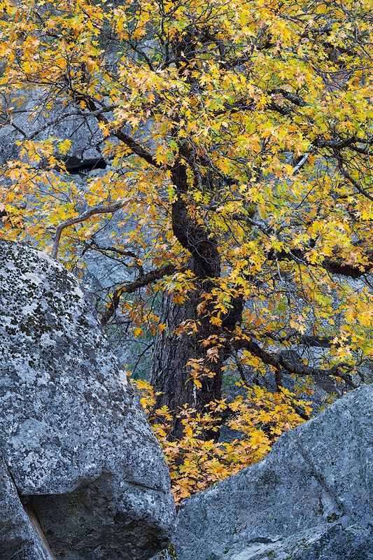 Golden yellow autumn leaves against a granite rock face in dramatic lighting.