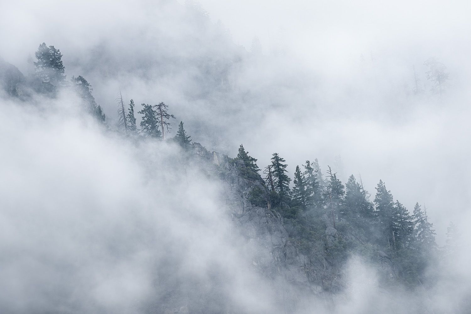 Evergreen trees on mountainside partially obscured by rolling fog.