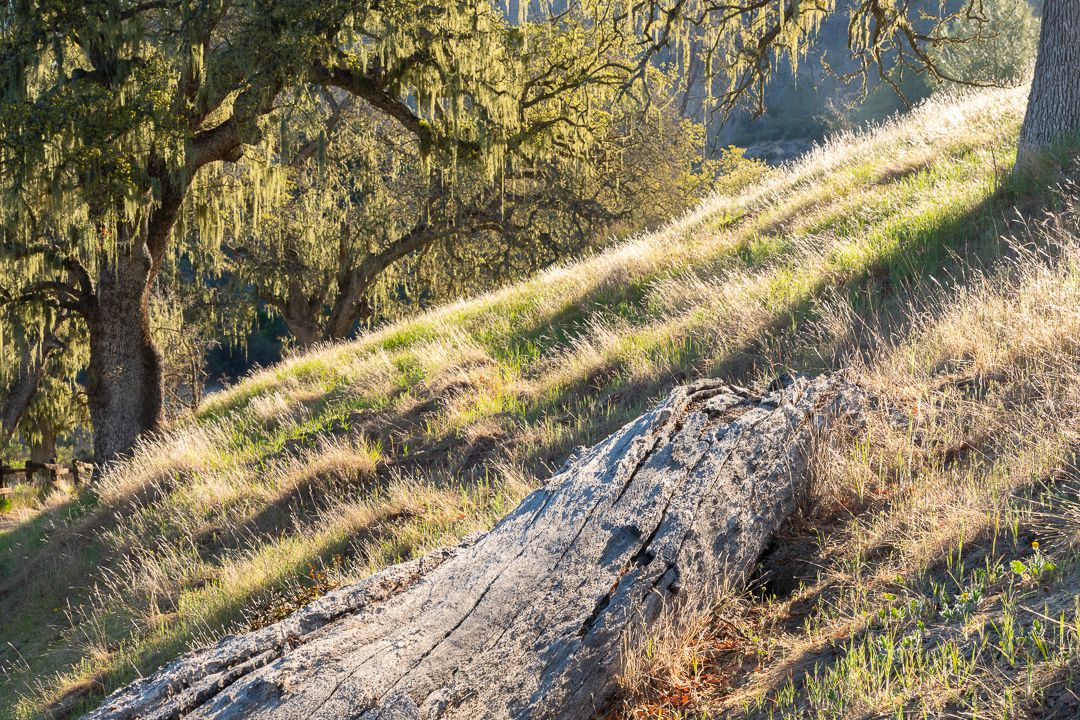 Fallen log rests on sunlit hillside beneath oak tree with hanging moss.