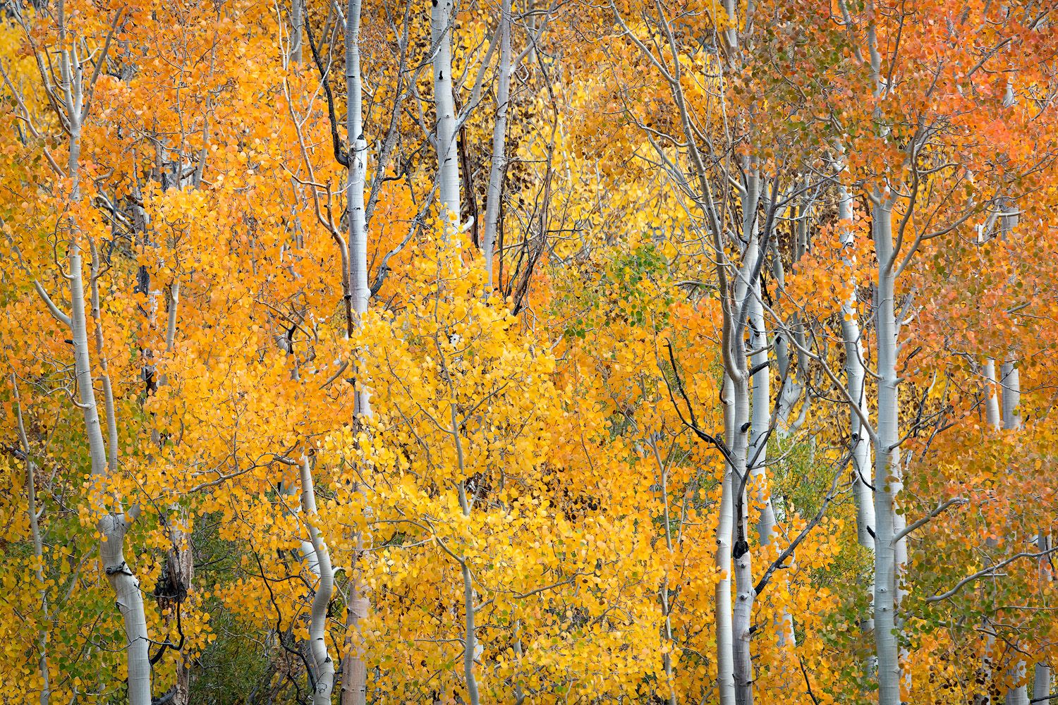 Golden aspen trees with white bark creating a vibrant autumn forest scene.