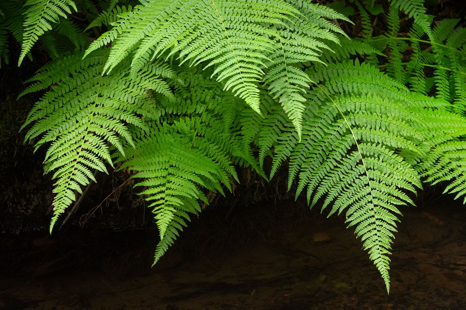 Lush green fern fronds spread across dark background in natural forest setting.