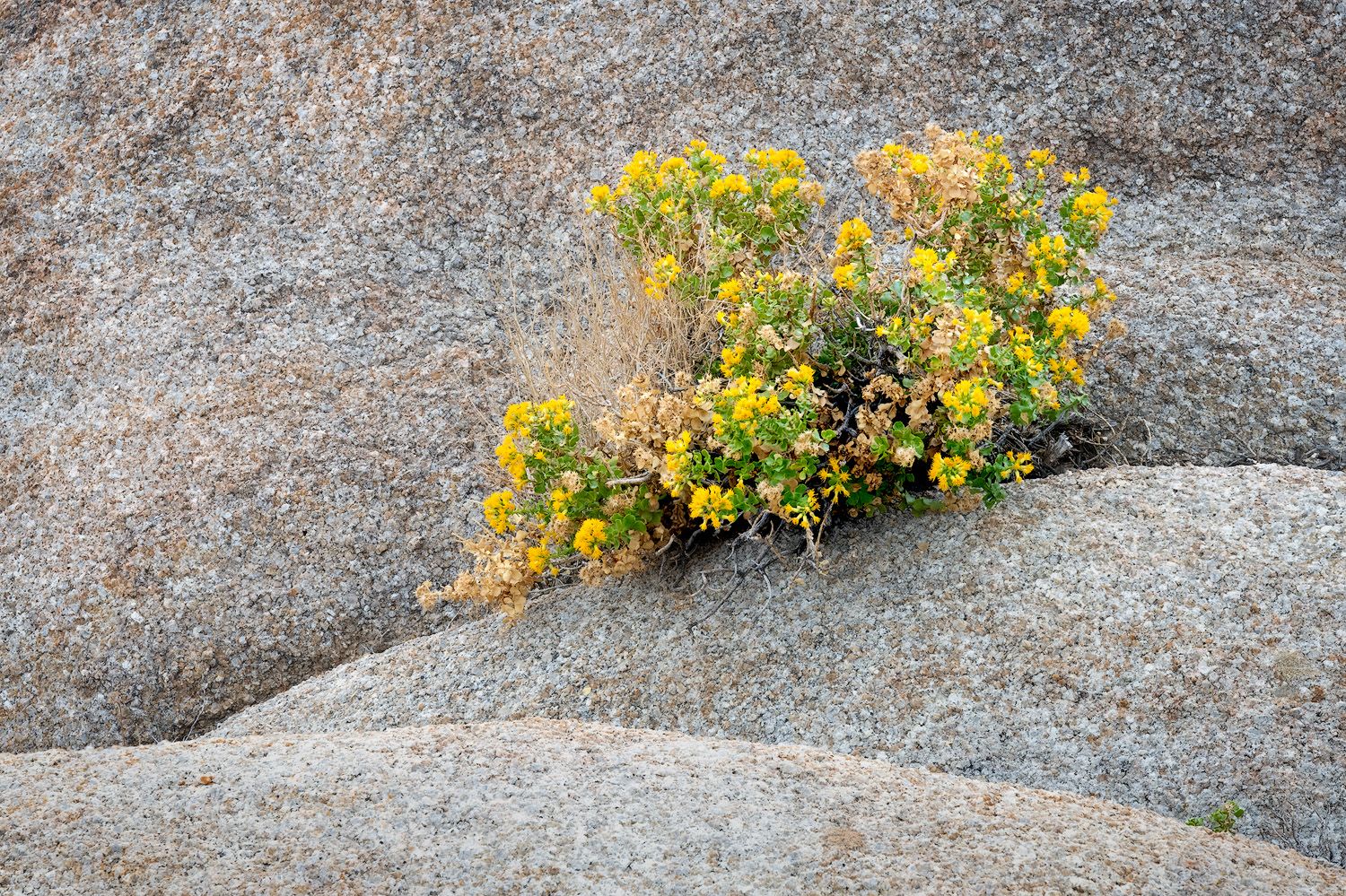 Yellow wildflowers bloom between granite rock formations in a natural mountain landscape.