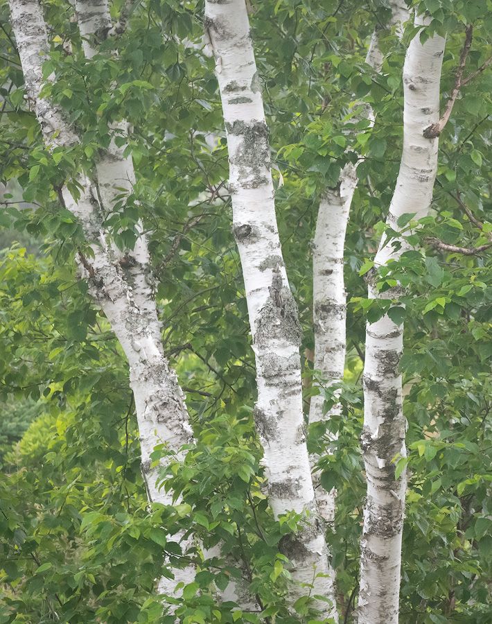 White birch tree trunks with black markings surrounded by lush green leaves in a forest setting.