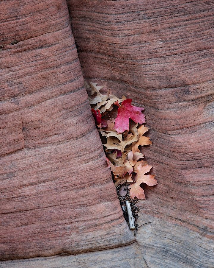 Fallen autumn leaves rest against striated red sandstone rock formations creating a natural contrast in texture and color.