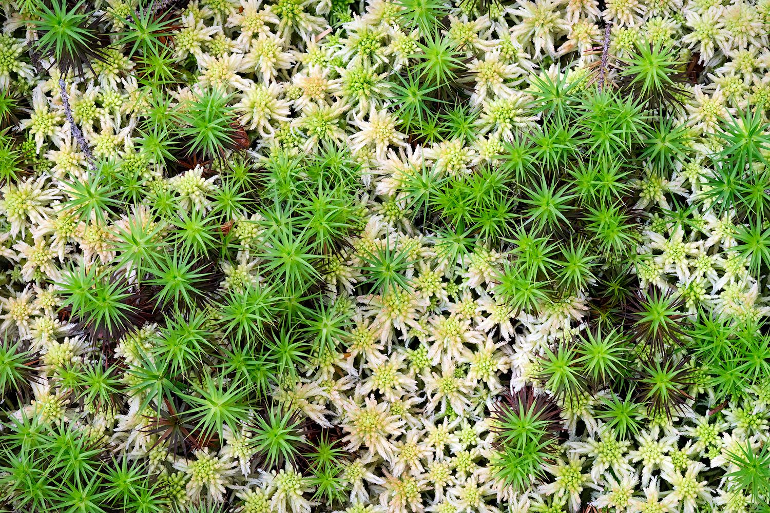 High angle view of lush succulent plants with radiating leaf patterns growing among white and purple flowers.