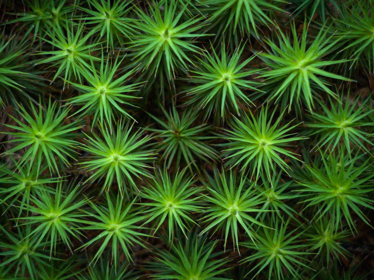 Vibrant green spiky moss plants create a mesmerizing star-like pattern viewed from above.